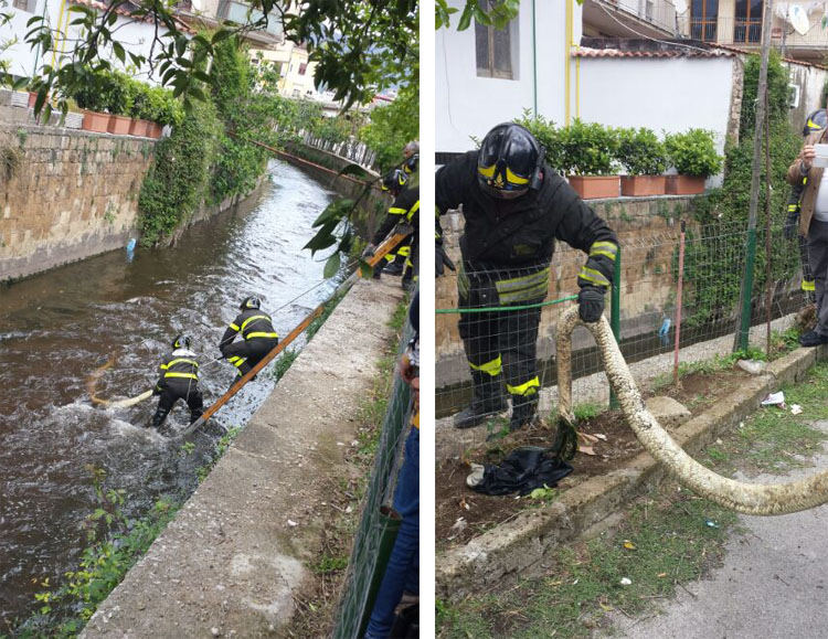 pitone nel fiume